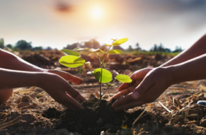plant trees