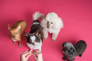 poochies