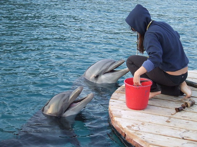 dolphin